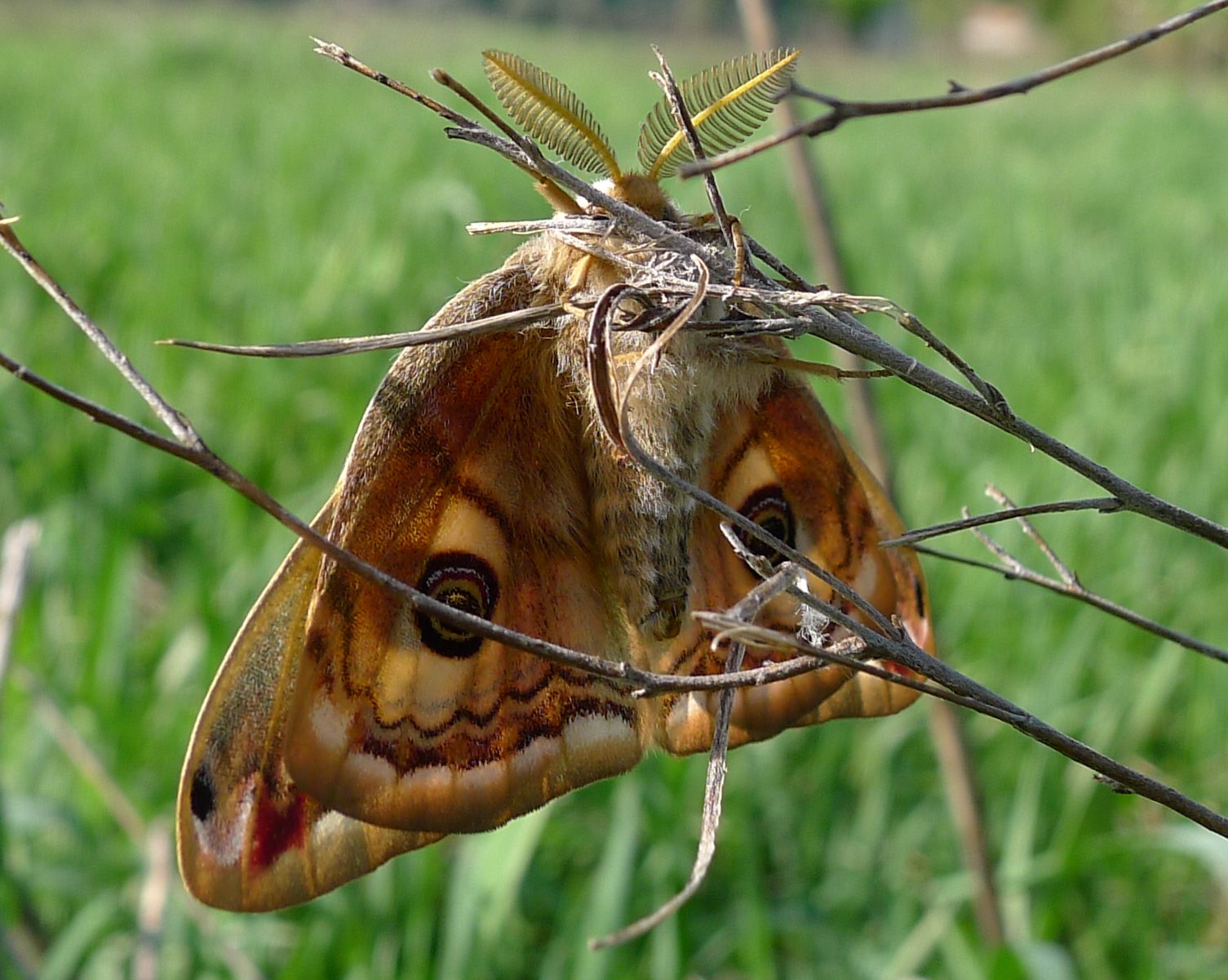 Pavonia o pavoniella?